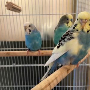 Four beautiful budgerigars imported from France to Japan