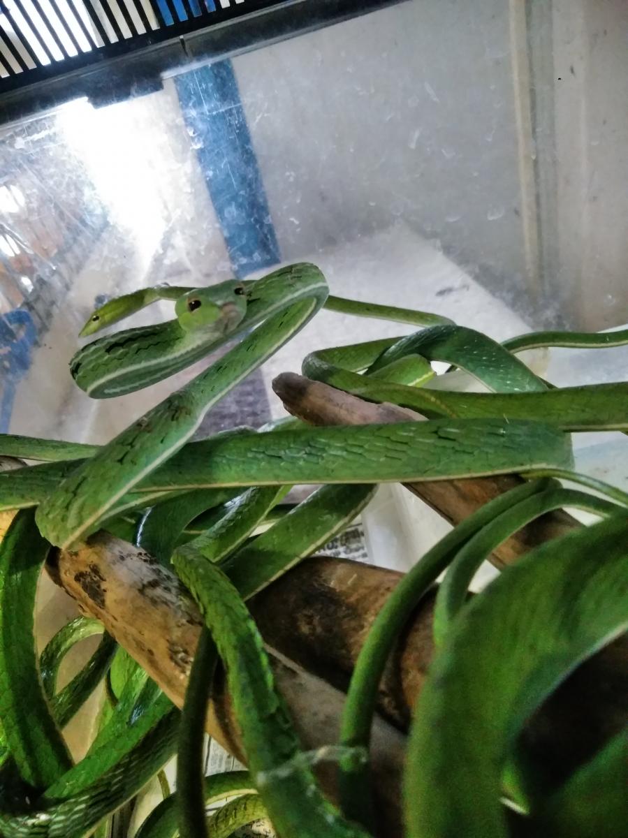 19 05 29入荷 オオアオムチヘビ Burden Retail