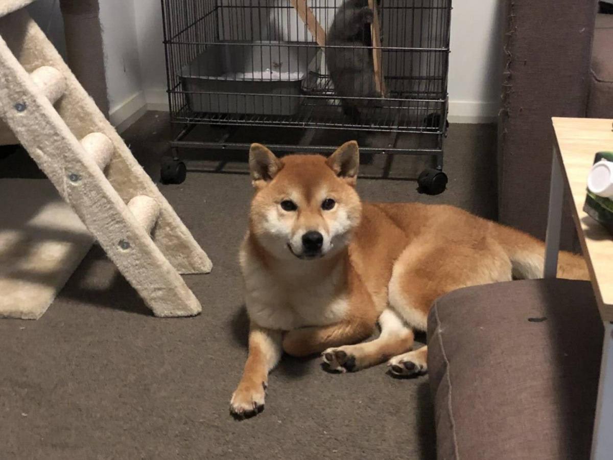 オーストラリア向けにワンちゃんを輸出させて頂きました Burden ペット輸出入代行