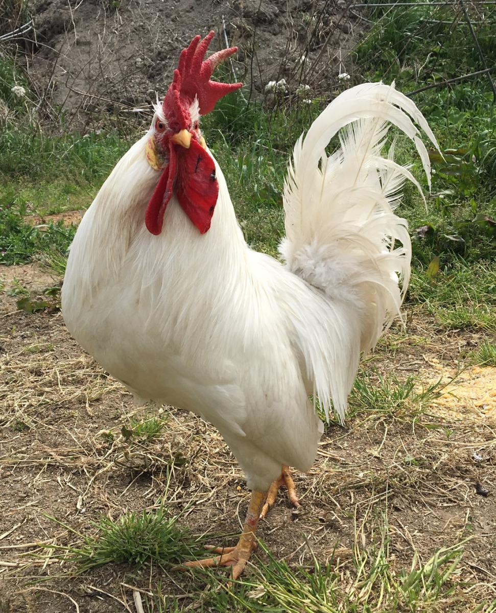 所属タレント - ニワトリ・七面鳥などの家禽|有限会社バーデン動物 
