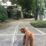 フィリピン向けにワンちゃんを輸出しました！