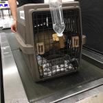 台湾にワンちゃん1頭を輸出しました