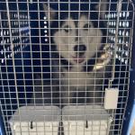 ドイツより犬1頭を輸入しました