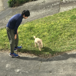 ニュージーランドにワンちゃんの輸出をしました！