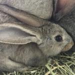 人気の国産ウサギの２～3か月齢がまとまって到着しています！