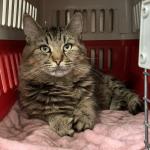 フランスより希少猫種、ピクシーボブが到着しました
