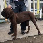 韓国より日本初となる高級種、ドサ(Korean mastiff)が到着しました