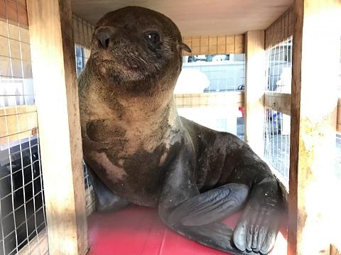 ウルグアイよりミナミアメリカオットセイの到着です