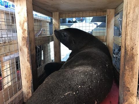 ウルグアイよりミナミアメリカオットセイの到着です