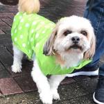 ドバイからワンちゃん1頭を輸入しました