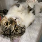 日本初、希少猫マンクス2頭を輸入しました