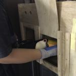 Export of Toco toucan(Ramphastos toco) from Japan to Korea(Second time)