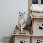 韓国へネコちゃん1頭を輸出しました