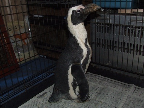 2012-04-07入荷 ケープペンギン 1枚目