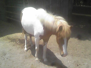 Stock Room これまでの取扱生体 哺乳類 6ページ目 Burden Retail