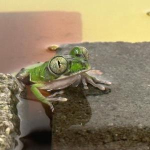 チンガオオオクサガエル