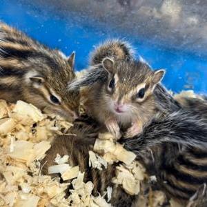 2025-04-26入荷 シマリス 3枚目