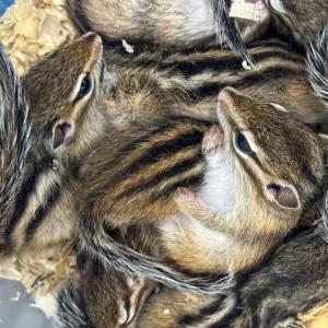 2025-04-26入荷 シマリス 2枚目