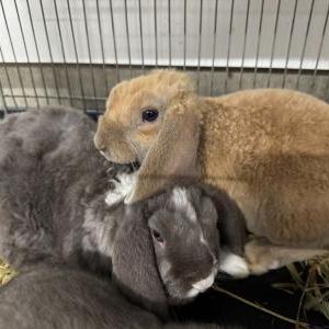 ベルベッティンロップイヤー