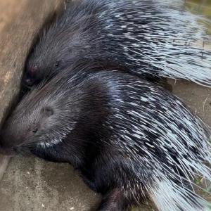 インドタテガミヤマアラシ