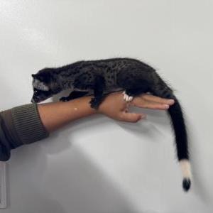パームシベット