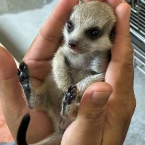 ミーアキャット