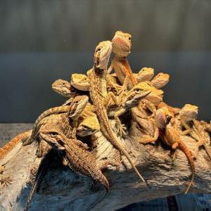 フトアゴヒゲトカゲ(ファンシー)