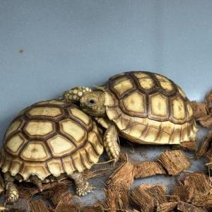 2025-06-02入荷 ケヅメリクガメ 3枚目