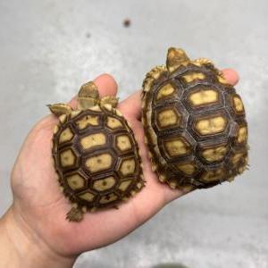 2025-06-02入荷 ケヅメリクガメ 2枚目
