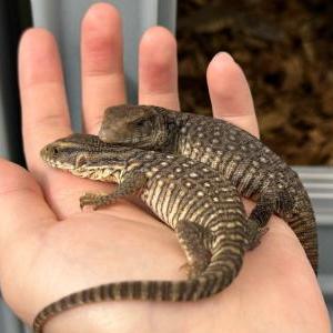サバンナモニター