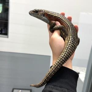 オニプレートトカゲ