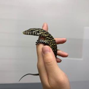 ナイルモニター