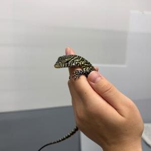 2025-06-02入荷 ナイルモニター 2枚目