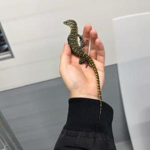2025-06-02入荷 ナイルモニター 3枚目
