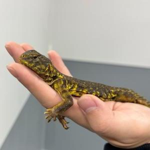 2025-06-02入荷 ゲイリートゲオアガマ 3枚目