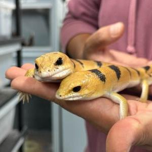 ピーターズバンデットスキンク