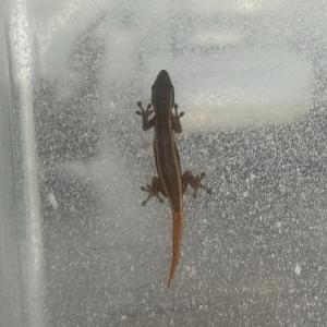 2025-06-02入荷 ケープマルメヤモリ 2枚目