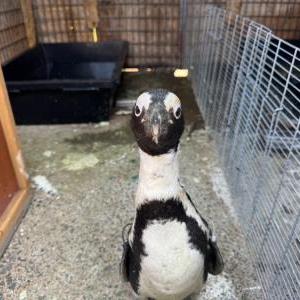 2025-05-29入荷 ケープペンギン 2枚目