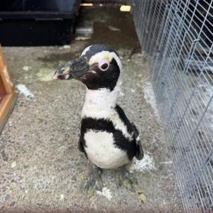 ケープペンギン