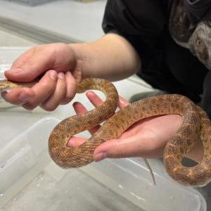 カワリシノビヘビ