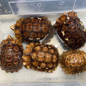 2025-06-03入荷 エローサセオレガメ 2枚目