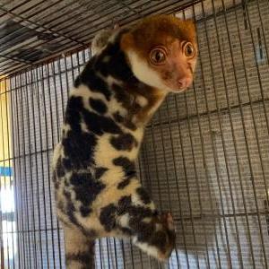 ブチクスクス