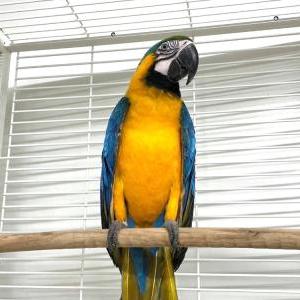 ルリコンゴウインコ