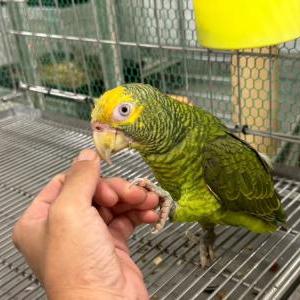 2024-08-23入荷 ワキアカボウシインコ 2枚目