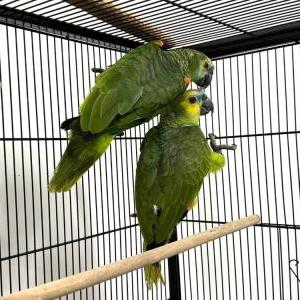 2024-08-23入荷 アオボウシインコ 2枚目