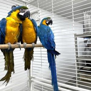 2024-08-23入荷 ルリコンゴウインコ 3枚目