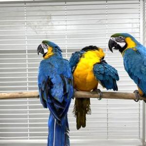 2024-08-23入荷 ルリコンゴウインコ 4枚目