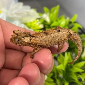 シュトゥンプフヒメカメレオン