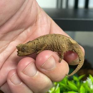 ティエリーヒメカメレオン