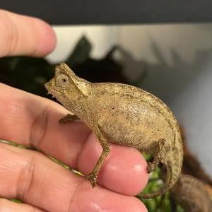 ツノヒメカメレオン